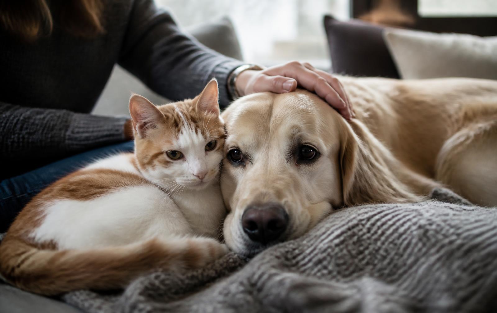 A dog and a cat resting together with a caring hand on a soft sofa at home